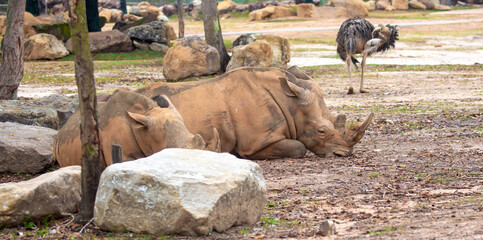 Close-up of a white rhinoceros resting on sandy ground. Powerful endangered mammal with large horn, symbolizing wildlife conservation and African fauna. © Vera