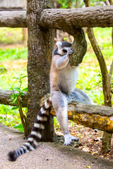 Fototapeta premium Ring-tailed lemur resting on a tree branch. Iconic Madagascar primate with a striped tail. Close-up of a lemur sitting in the trees.