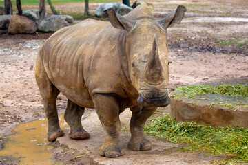 Close-up of a white rhinoceros resting on sandy ground. Powerful endangered mammal with large horn, symbolizing wildlife conservation and African fauna. © Vera