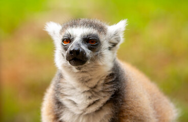Ring-tailed lemur resting on a tree branch. Iconic Madagascar primate with a striped tail. Close-up of a lemur sitting in the trees. © Vera