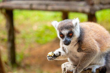 Ring-tailed lemur resting on a tree branch. Iconic Madagascar primate with a striped tail. Close-up of a lemur sitting in the trees. © Vera