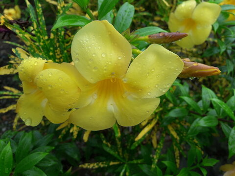 A close-up of a bright yellow Allamanda flower covered in freshwater droplets after rain, surrounded by lush green foliage in a tropical garden. A natural floral background, fresh nature.