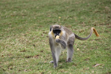 Vervet monkey sitting on green grass and eating a piece of food  © younsse