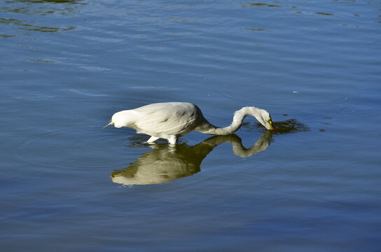 Great egret dipping bill into lake water with symmetrical reflection
