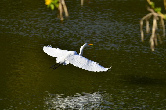 Great egret flying low over green water with wings spread
