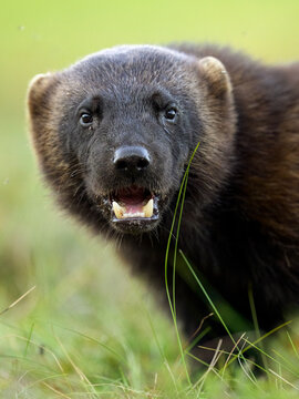 Wolverine portrait with fangs