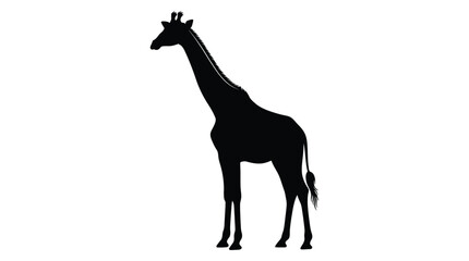 Giraffe Silhouette Against A White Background Monochrome Animal Shape © SHAMIM