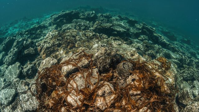 Underwater scene with rocks and seaweed, showcasing marine environment and aquatic life.
