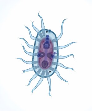 Microscopic tardigrade organism illustration on white background