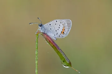 Beautiful nature scene with Short-tailed Blue (Cupido argiades). Macro shot of Short-tailed Blue (Cupido argiades) on the grass. Short-tailed Blue (Cupido argiades) in the nature habitat.  © kapros76