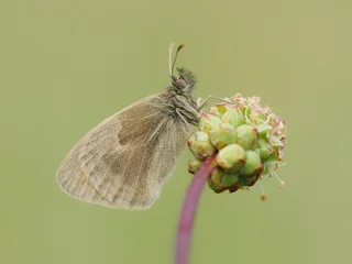 Beautiful nature scene with Small heath (Coenonympha pamphilus). Macro shot of Small heath (Coenonympha pamphilus) on the flower. Small heath (Coenonympha pamphilus) in the nature habitat. © kapros76