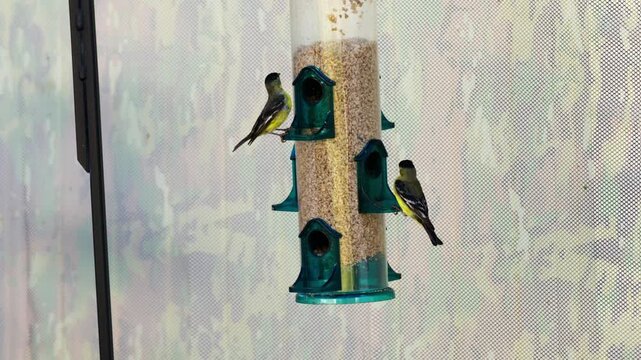 Finchs and lesser Goldfinchs squabble over food at a tube feeder