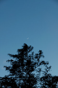 Minimalist view of a delicate crescent moon above a silhouetted casuarina tree top against a clear cloudless twilight sky with copy space