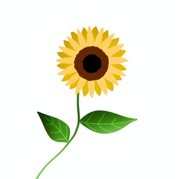 Bright yellow sunflower illustration, a cheerful symbol of summer, warmth, and natural beauty with green leaves