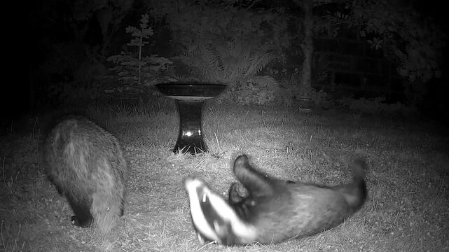 badger, badgers, European, wildlife, mammal, nocturnal, night, mating, breeding, territorial, conflict, confrontation, screaming, vocalisation, squealing, aggression, behaviour, natural, wild, woodlan
