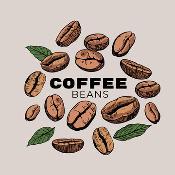Coffee bean illustration, hand-drawn, realistic sketch