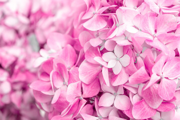 Obraz premium Pink flowers close up. Bouquet of purple flowers. City flower beds, a beautiful and well-groomed garden with flowering bushes.
