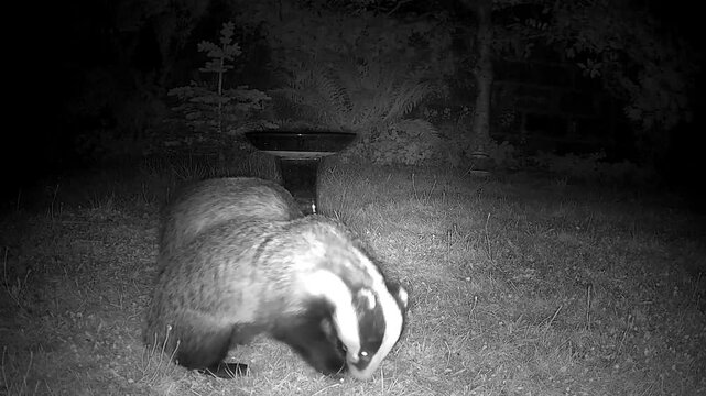 badger, badgers, European, wildlife, mammal, nocturnal, night, mating, breeding, territorial, conflict, confrontation, screaming, vocalisation, squealing, aggression, behaviour, natural, wild, woodlan