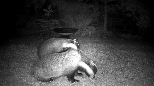 badger, badgers, European, wildlife, mammal, nocturnal, night, mating, breeding, territorial, conflict, confrontation, screaming, vocalisation, squealing, aggression, behaviour, natural, wild, woodlan