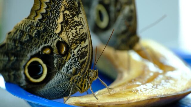 Macro Video of Owl Butterfly Feeding on Fruit. Owl Butterfly Feeding on Ripe Banana. Close Up of an Owl Butterfly Eating Banana.