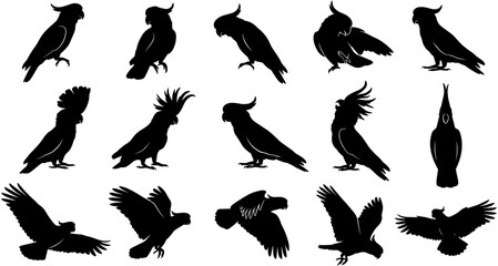 Silhouette collection of cockatoo parrots featuring flying, standing, and preening poses, ideal for tropical nature wildlife vector illustrations, isolated set.  © Ahsan