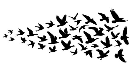Fototapeta premium Panoramic Flying Bird Flock Silhouette Vector Set with Diverse Flight Poses Isolated on White