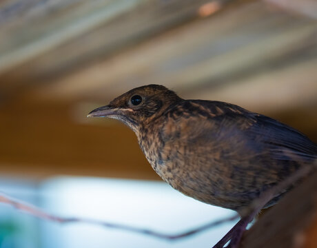 weibliche Amsel 