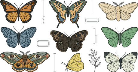 Vintage butterfly and moth collection featuring colorful insect specimens, natural history illustrations, and detailed entomology vector set for educational design © Danial