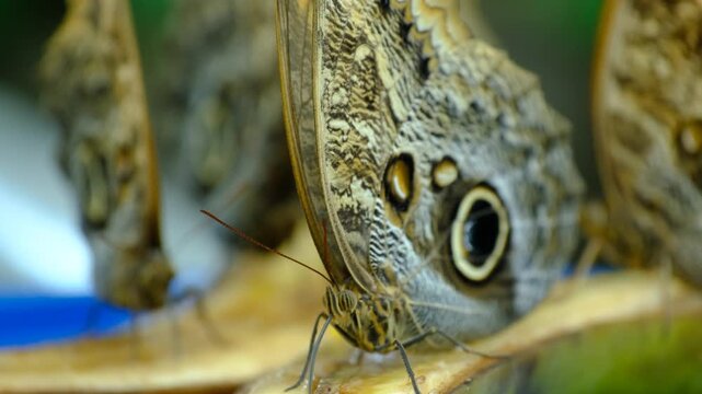Macro Video of Owl Butterfly Feeding on Fruit. Owl Butterfly Feeding on Ripe Banana. Close Up of an Owl Butterfly Eating Banana.