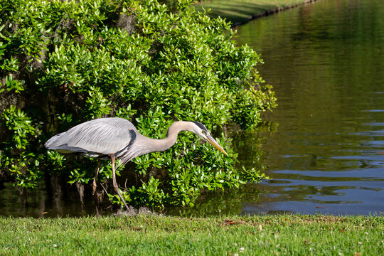 Great Blue Heron with Green Bushes by Lake