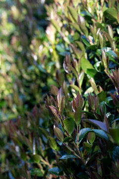 New Leaves on Bush