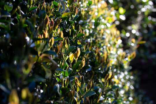 Closeup of Bush Branches with Light