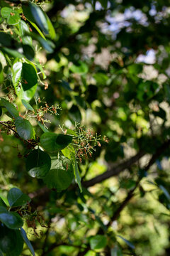 Green Leaves Foliage