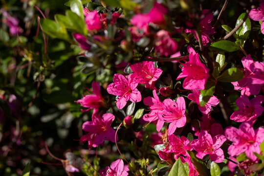 Pink Azalea Flowers on Bush