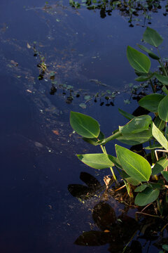 Green Plants by Dark Pond