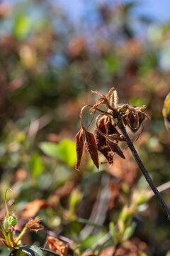 Dead Orange Blossoms