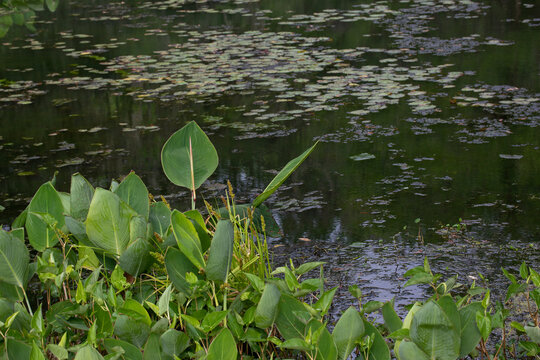 Green Plants by Pond