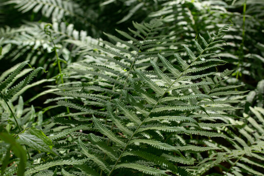 Green Fern Plants