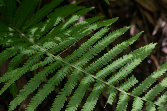Closeup of Green Fern Frond