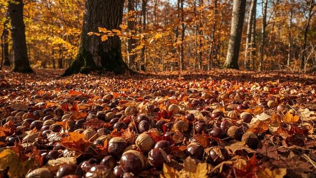 Autumn forest floor covered with fallen chestnuts and leaves during daytime. Nature and seasonal change. The scene highlights autumn outdoors.