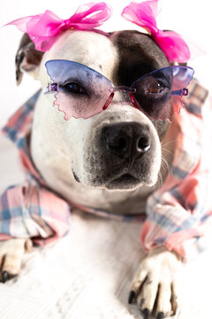 Funny pitbull dog wearing pink plaid shirt and sunglasses