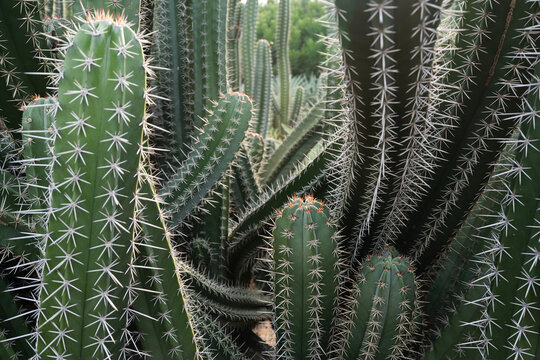 Ritterocereus cactus in the field