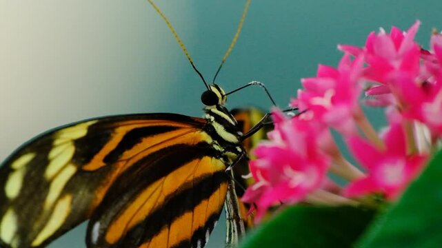 Macro Video of Heliconius Ismenius Butterfly. Beautiful Heliconius Ismenius Feeding on Nectar. Close Up of Heliconius Ismenius Butterfly in Nature.