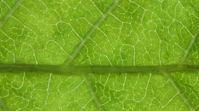 Cell Structure View of Leaf Surface Showing Plant Cells For Education. Green Leaves of Plant or Tree With Texture and Pattern Close Up. Closeup Green Leaf Texture Organic Plant and Leaf's Vein Nature.