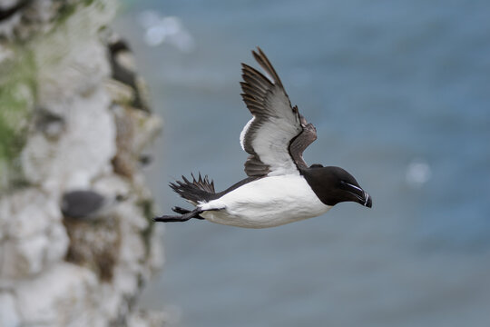 Tordalk im Flug &uuml;ber dem Meer