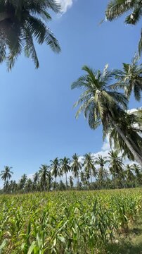 Low angle view of coconut palm trees, tropical forest and blue sky