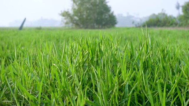 Lathyrus sativus, also known as grass peas, a legume-like green plant in the family Fabaceae from Asia, swaying in the wind.