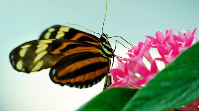 Macro Video of Heliconius Ismenius Butterfly. Beautiful Heliconius Ismenius Feeding on Nectar. Close Up of Heliconius Ismenius Butterfly in Nature.