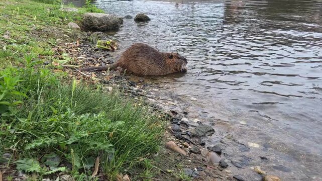 Tracking handheld slow motion shot of nutria emerging from riverbank into shallow water at grassy shoreline. Nutria in Prague