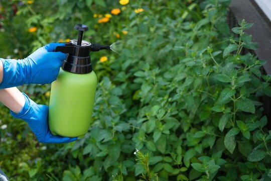 Hand holding green pressure spray bottle treating catnip plant in garden  